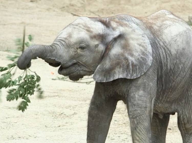 W24-Bezirksflash: Elefantengeburtstag