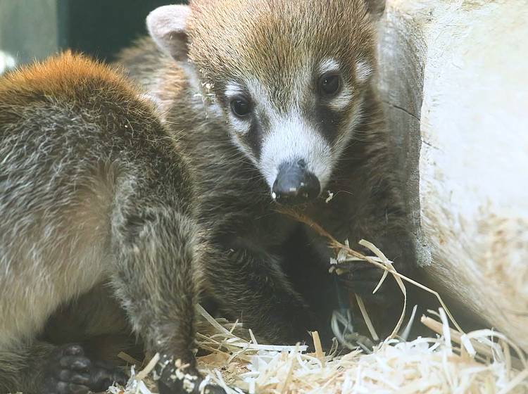 W24-Bezirksflash: Nachwuchs bei Nasenbären