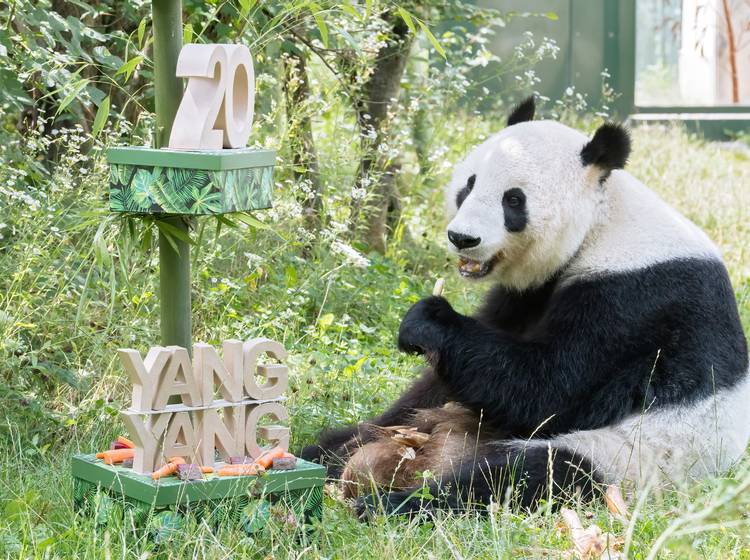 Panda-Mama Yang Yang feiert 20. Geburtstag