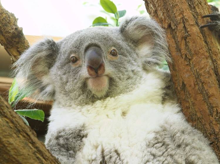 Bezirksflash: Erstes Koala-Baby in Schönbrunn