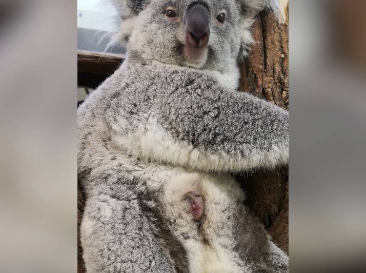 Bezirksflash: Neuer Mistplatz für Favoriten