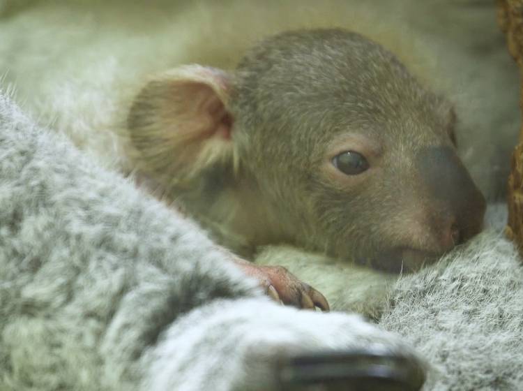 Bezirksflash: Banküberfall in Floridsdorf