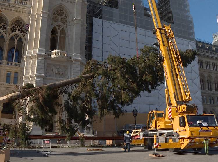 Weihnachtsbaum: Zeichen für Zusammenhalt