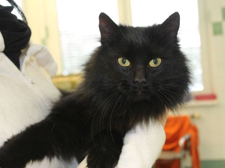 Silvester: Tierfreunde gegen Silvesterknallerei