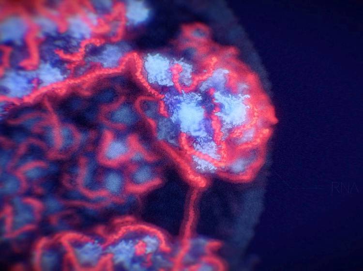 Coronavirus erstmals in 3D sichtbar