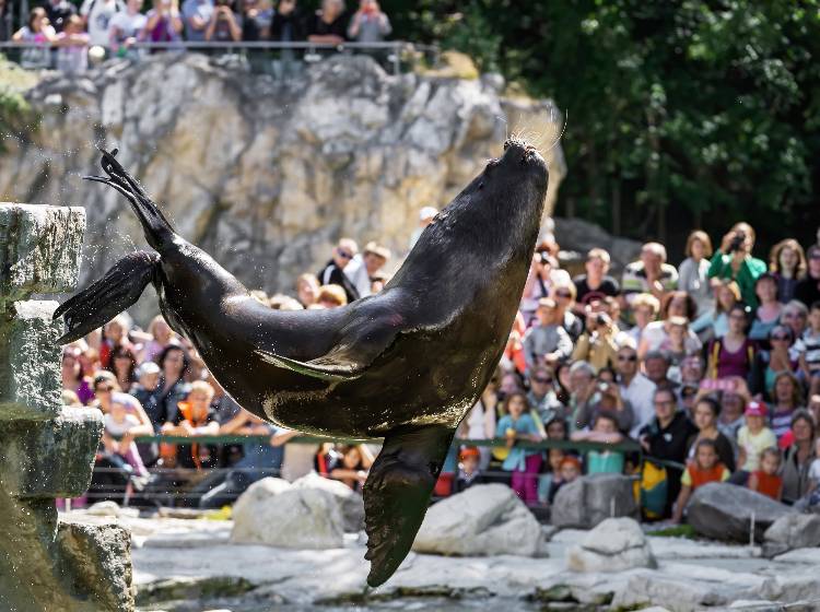 Robben-Männchen Comandante verstorben