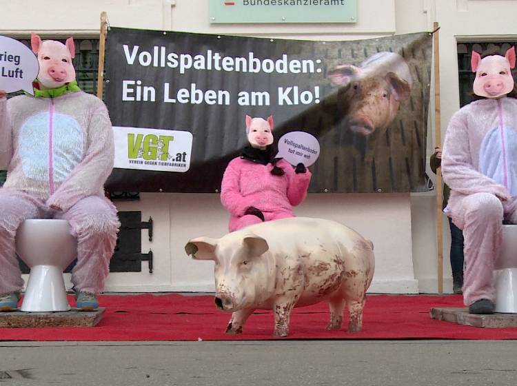 Schweinehaltung: "Ein Leben auf dem Klo"