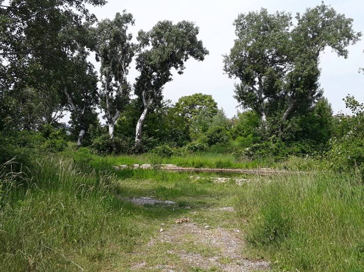 Nordbahnhof: Neue Parkanlage mit Stadtwildnis