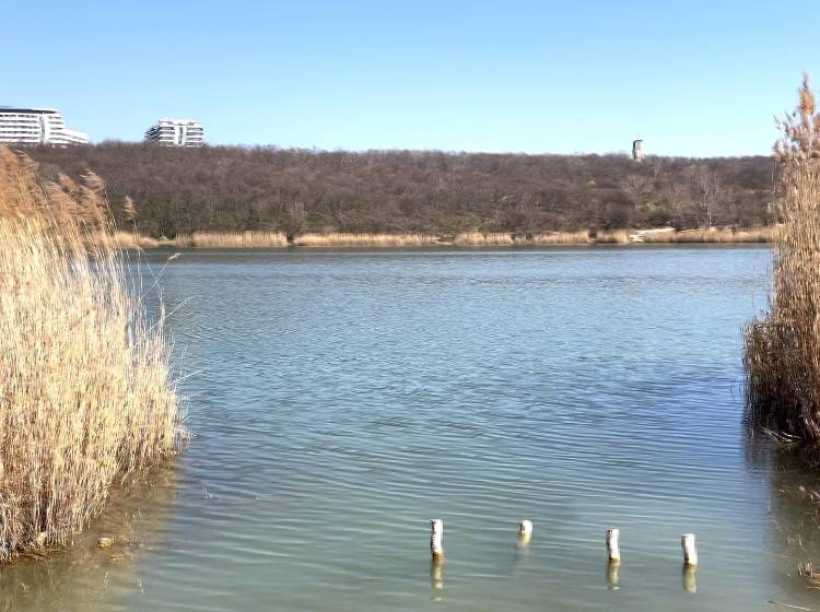 Bezirksflash: Bäume angenagt