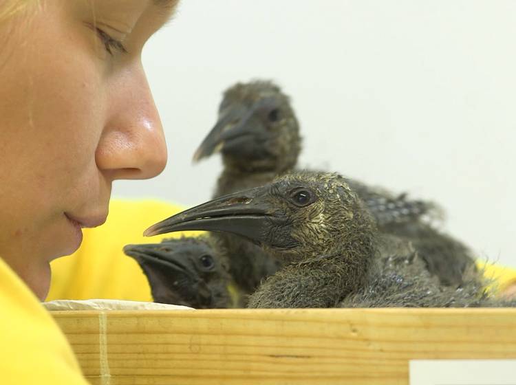 Bezirksflash: Waldrapp-Ziehmütter im Einsatz