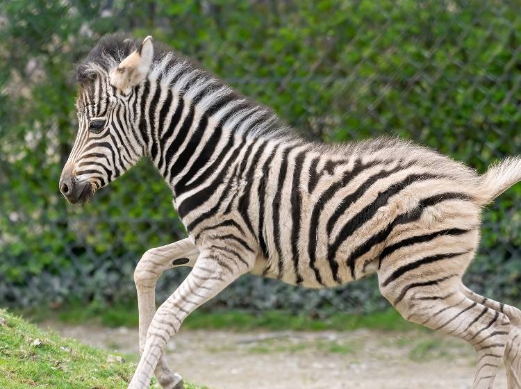 Zebrafohlen Sylvia wartet auf Besucher*innen