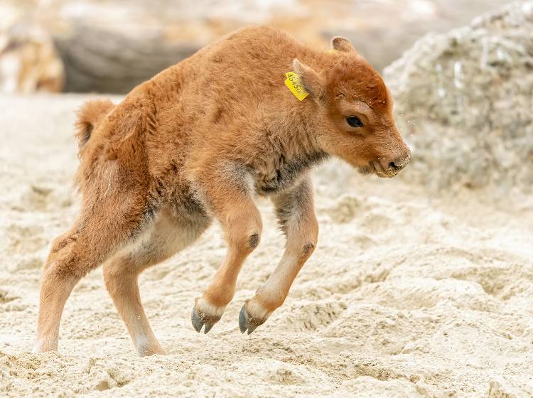Bezirksflash: Bison-Nachwuchs im Zoo
