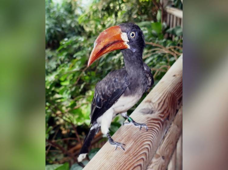 Bezirksflash: Neue Vögel für Haus des Meeres