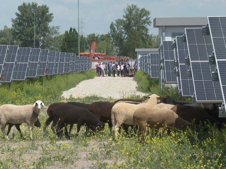 Wien Energie: Mähschafe im Sonnenkraftwerk