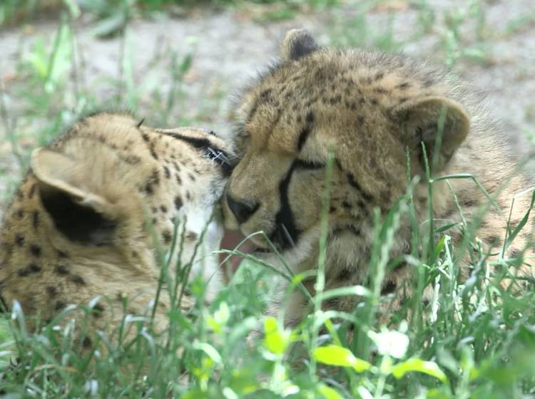 Bezirksflash: Geparden feiern 1. Geburtstag