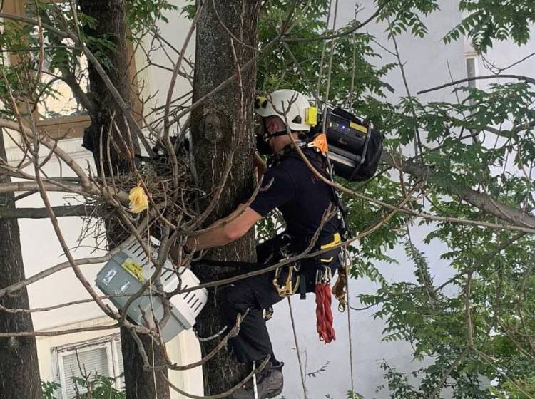Bezirksflash: Krähenküken gerettet