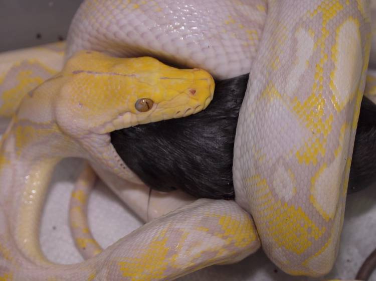Schlangenfunde am WC: Was steckt dahinter?