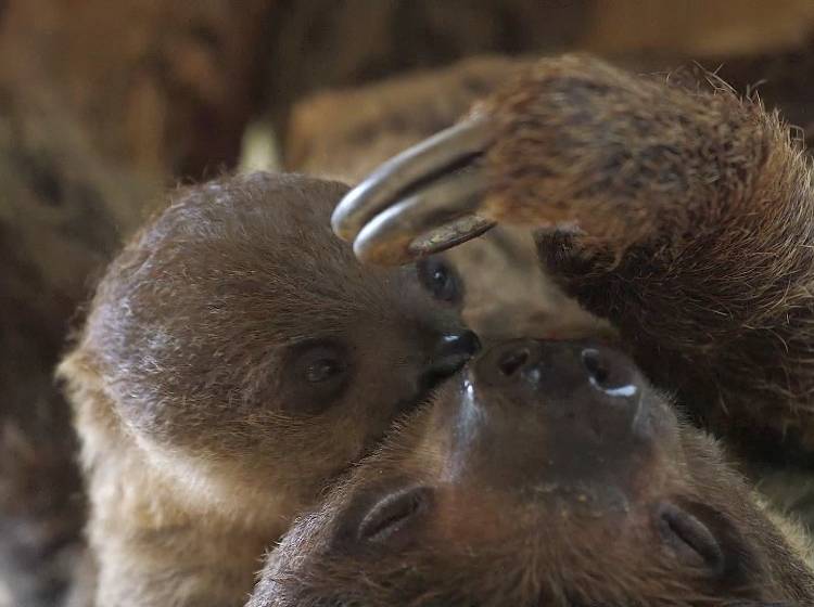 Bezirksflash: Faultier Nachwuchs in Schönbrunn