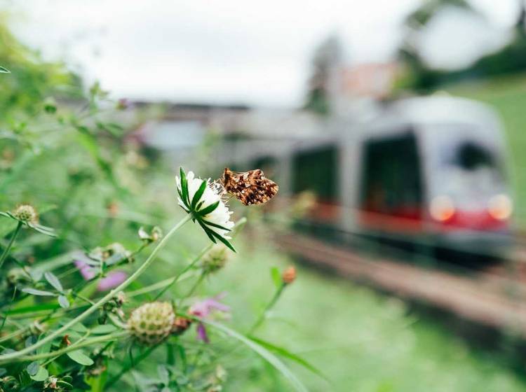 Artenvielfalt entlang von Bim und U-Bahn
