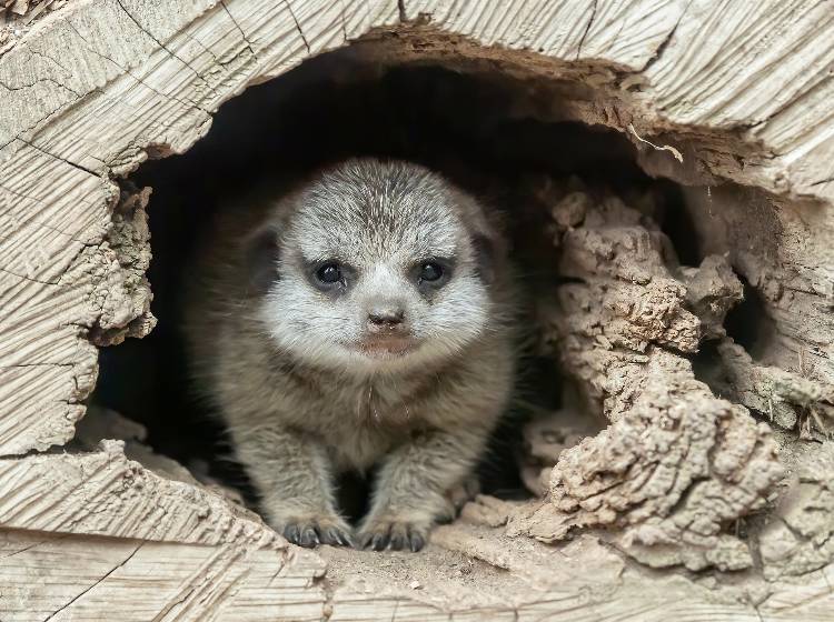 Erdmännchen-Jungtier in Schönbrunn