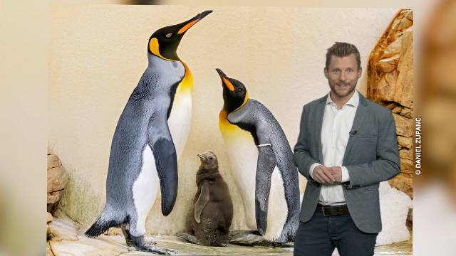 Was sagt das Pinguinküken zu den Aussichten?