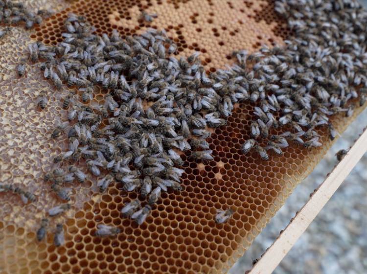 Neuer Lebensraum für 200.000 Bienen