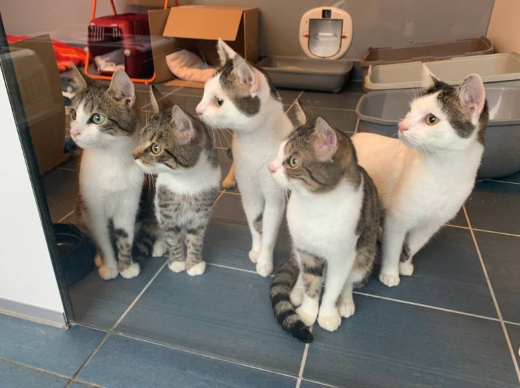 Katastrophaler Fall von Animal Hoarding in Wien