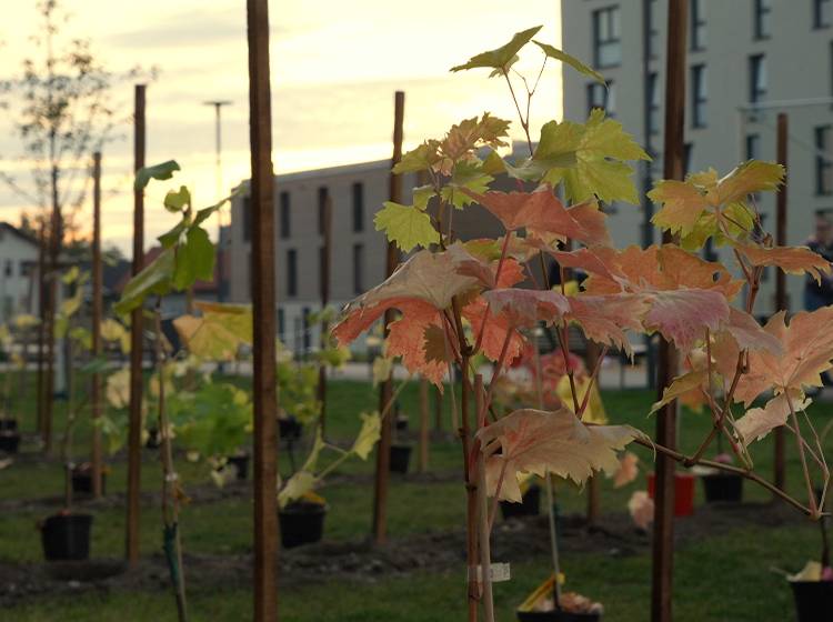 Grünraum und Erholung im Wohnareal AM PARK