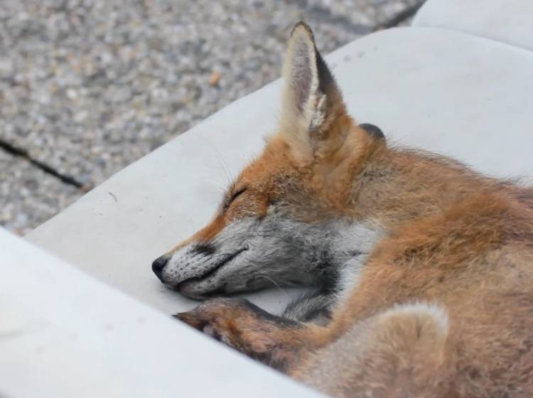 Füchse in Wien: Braucht es mehr Schutz?