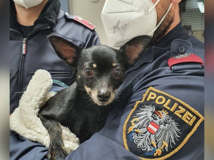 Bezirksflash: Hundedame in Penzing ausgesetzt