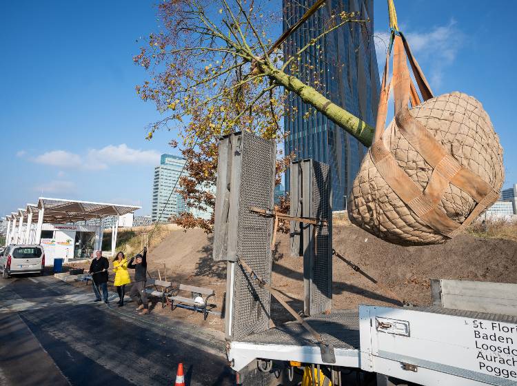 Bezirksflash: XXL-Bäume für Copa Beach