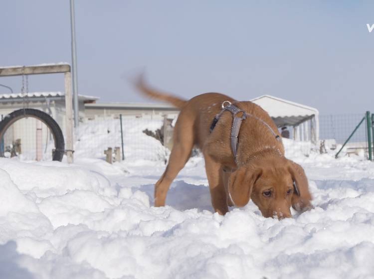 Feuerwerk: Für Hunde Angst und Schrecken