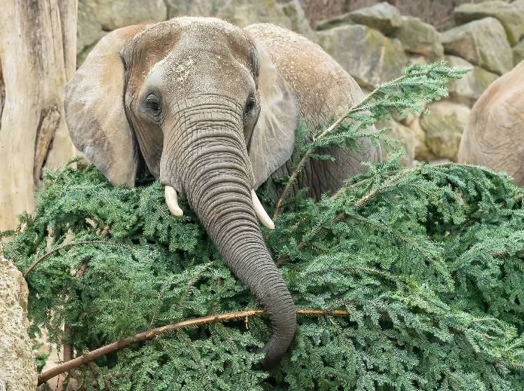Elefanten sind heiß auf Christbaum