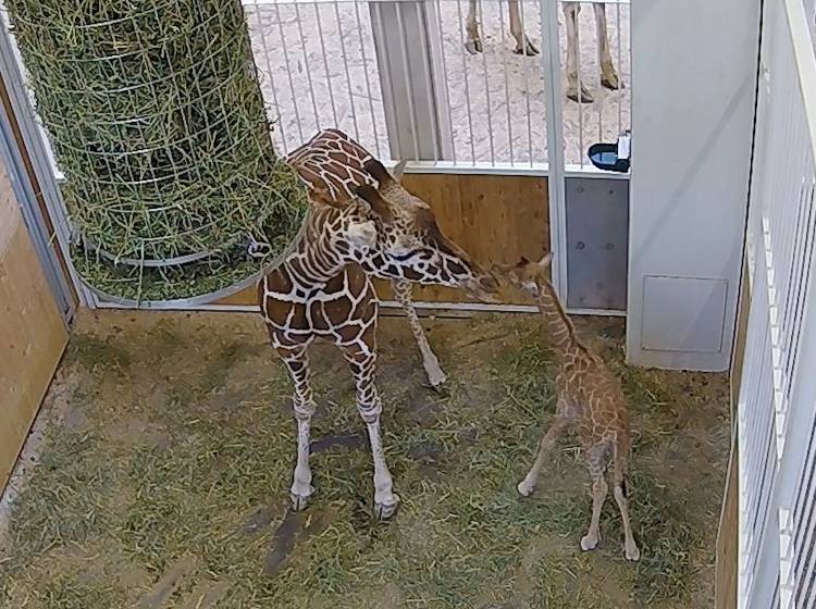 Giraffenmutter nimmt Baby nur zögerlich an
