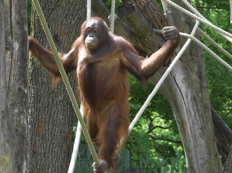 Bezirksflash: Tiergarten meldet Budgetloch