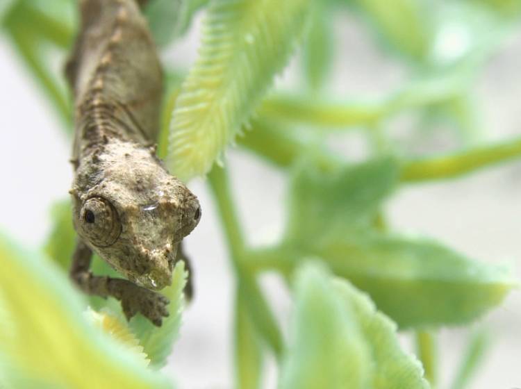Nachwuchs bei den "Schmuggel"-Chamäleons