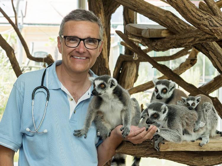 Corona-Test für Zoo-Tiere in Schönbrunn