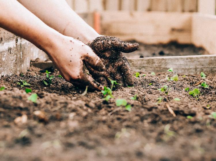 Kostenlose Gartl-Tipps von Grätzl-ExpertInnen