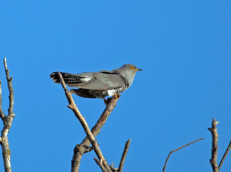 Der Kuckuck ist wieder da!