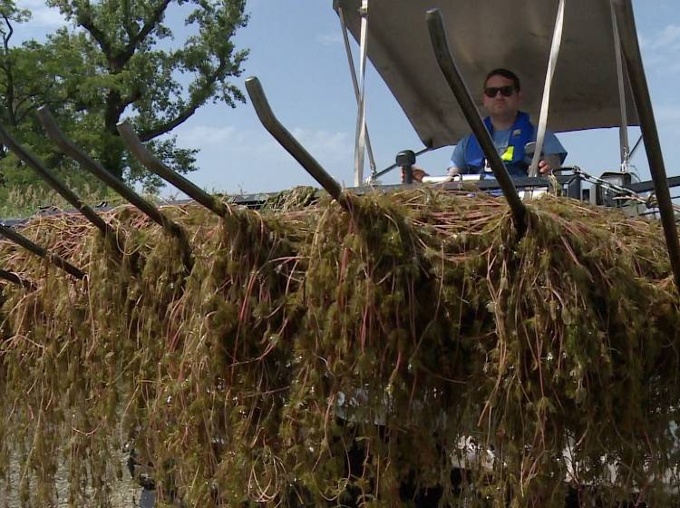 Alte Donau: Mähboote wieder im Einsatz