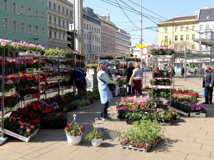 Blumenmärkte: Wien blüht auf