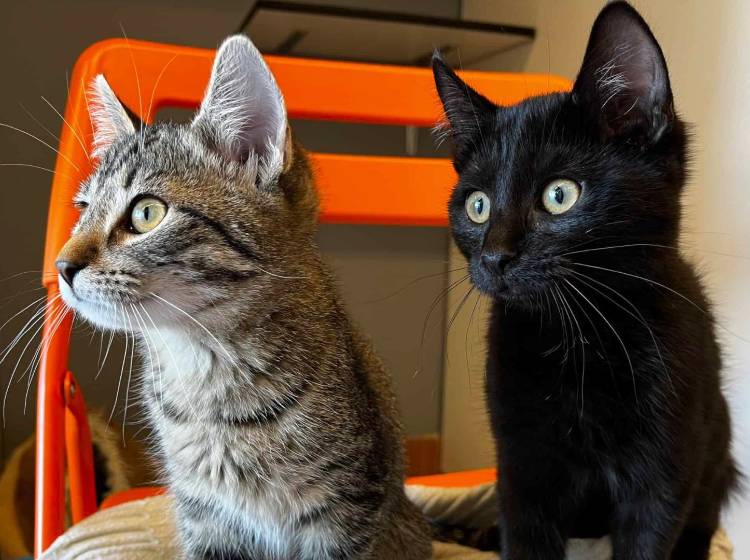 Bezirksflash: Katzenfund in Ottakring