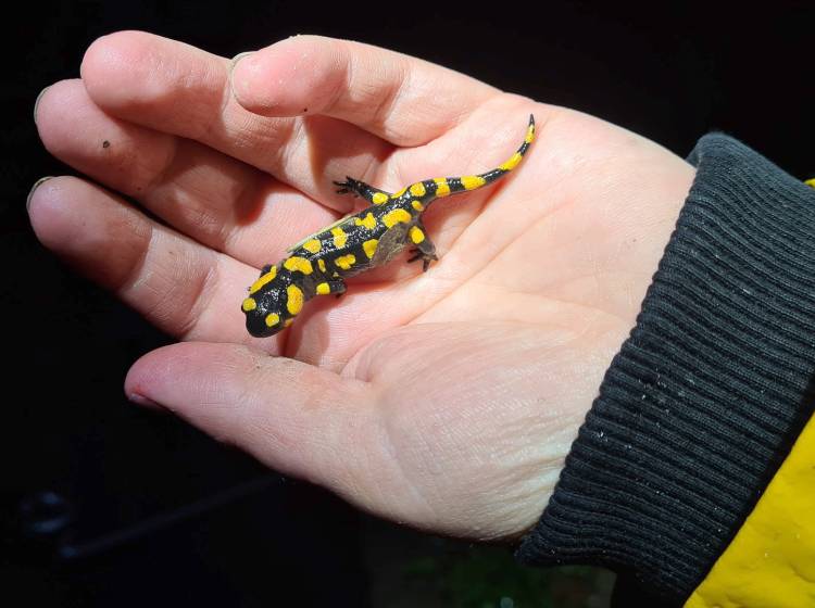 Bezirksflash: Tierschützer helfen in Hernals