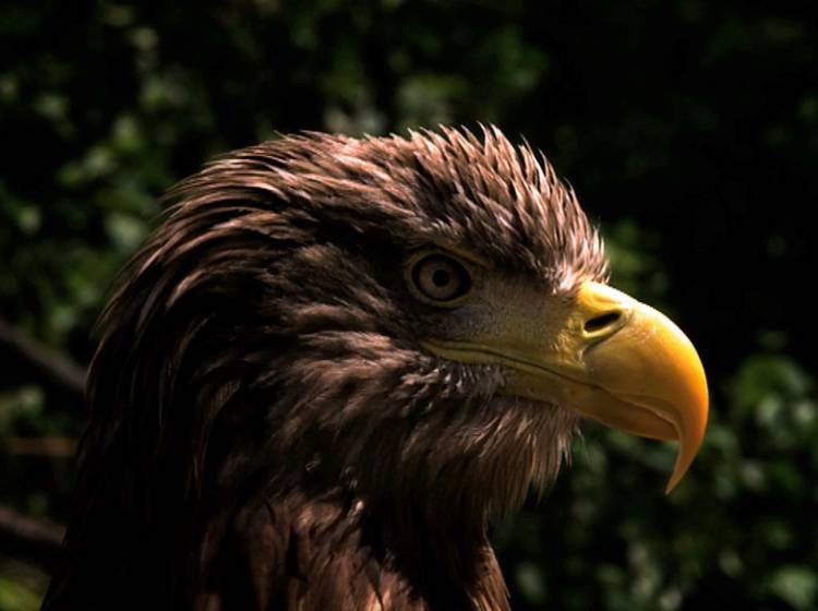 Seeadler: Teilzeit-Wienerin mit Langstreckenrekord