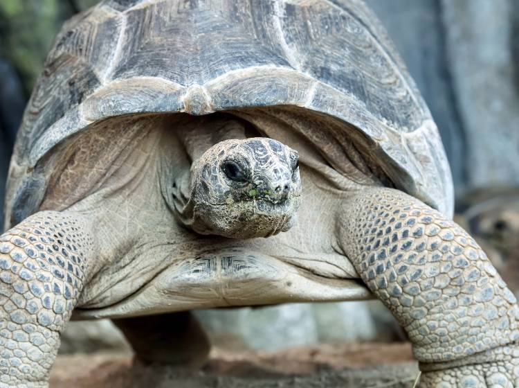 Bezirksflash: Weltschildkrötentag in Mariahilf