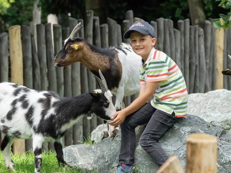 Neuer Streichelzoo im Tiergarten