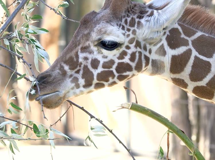 Giraffe Amari bereits ein halbes Jahr alt