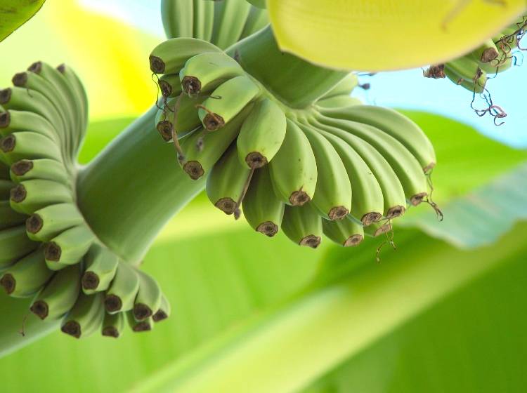 Kleine Sensation: Bananen im Gemeindebau