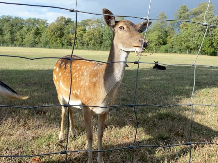 Dialogwanderung im Lainzer Tiergarten
