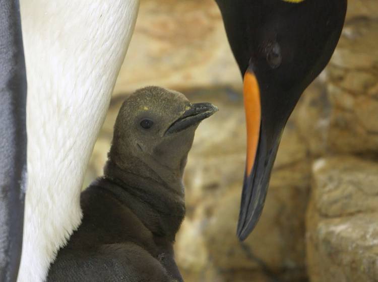 Bezirksflash: Pinguin-Nachwuchs in Schönbrunn